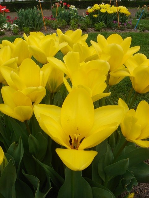 Tulipa fosteriana 'Candela' PB tri
